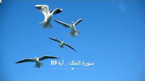آية﴿ أَوَلَمْ يَرَوْا إِلَى الطَّيْرِ فَوْقَهُمْ صَافَّاتٍ وَيَقْبِضْنَ)|سورة الملك آية 19