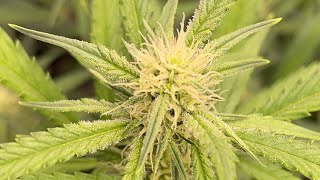 AUTOFLOWERS GROW SERIES UPDATE ON THE 3X3 TENT AT WEEK 7 (DAY 7 OF FLOWER)