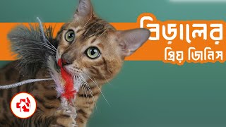 কোন জিনিস বিড়াল সবচেয়ে পছন্দ করে? |  Which things do cats like the most?