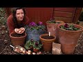 Spring Bulb Planting - Bulb Lasagne - Rodent Proofing Pots /  Homegrown Garden