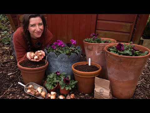 Spring Bulb Planting - Bulb Lasagne - Rodent Proofing Pots /  Homegrown Garden