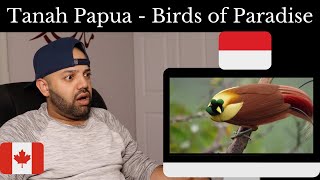Tanah Papua Indonesia | Paradise for Birds - Reaction (BEST REACTION)
