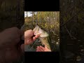 Fun fight  -  Bass fishing