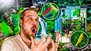 Un aquarium pour des CREVETTES !!! Tuto NEOCARIDINA DAVIDI ! TRUCS & ASTUCES [ ANI' MOOD ]