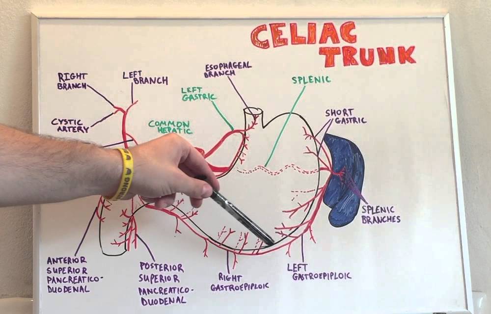 Celiac Trunk - Anatomy Lecture for Medical Students - USMLE Step 1