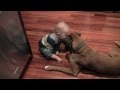 Linus the Boxer playing with his baby boy and a ball