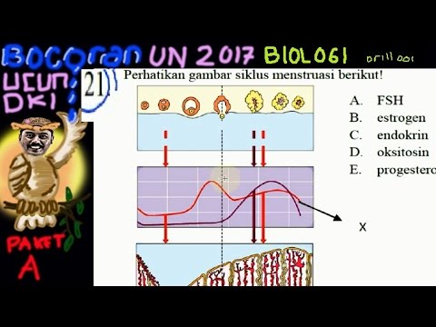 Perhatikan Gambar  Siklus  Menstruasi Berikut AR Production