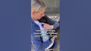 Please don’t scroll without donating to save my babies, paypal link in bio.#usa #rescue #canada