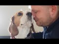 Beagle dogs greet owner with joy who was gone only for two minutes