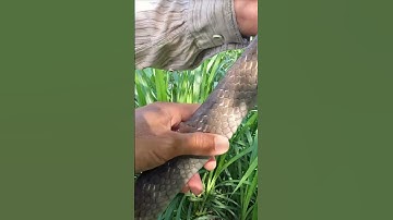 Bắt Con Rắn Lớn Dính Bẫy Lưới Trầy Da Tróc Vẩy/ Săn Bắt TV