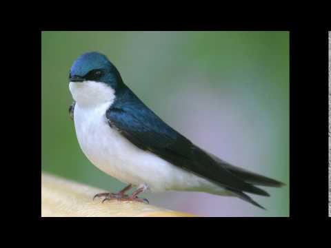 Uccelli - Rondine - Canto degli Uccelli