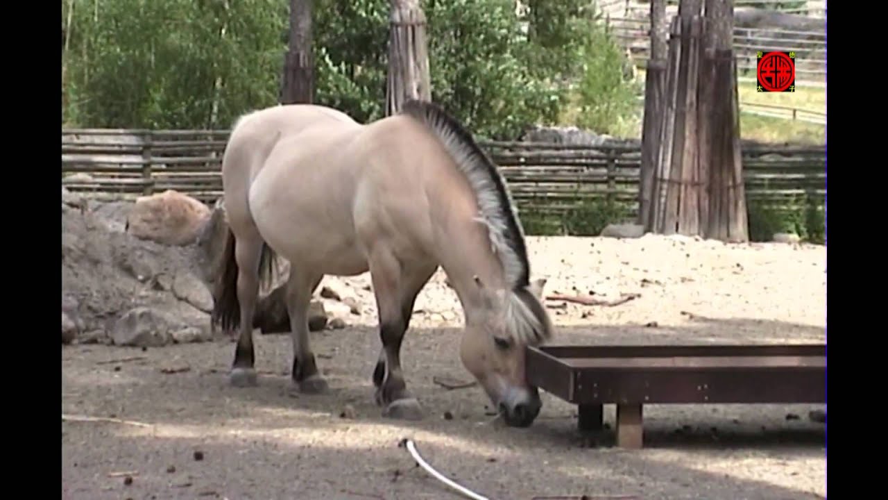 Kolmårdens Djurpark, 1999 - Sweden