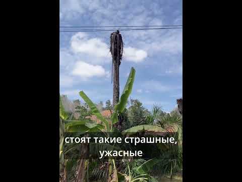 Кокосовые пальмы на грани уничтожения 😱