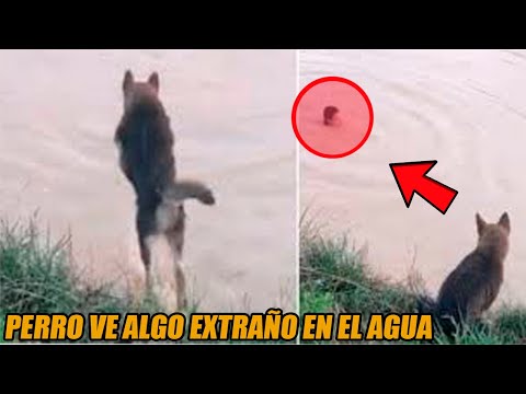 Video: El Chico Encontró Una Forma Inusual De Enojarse Con La Chica: Solo Cambia Un Detalle En Sus Fotos