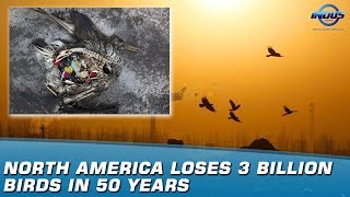 North America Loses 3 Billion Birds In 50 Years | Indus News