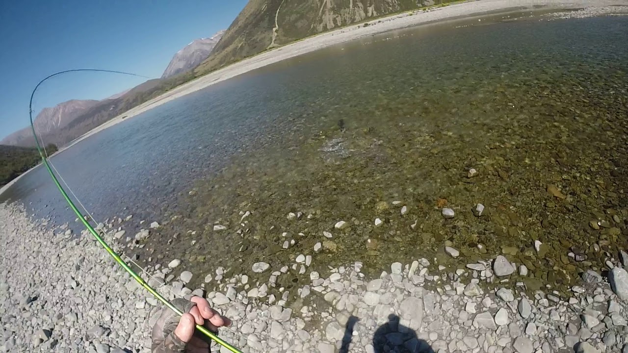 Dry fly fishing for big trout in NZ