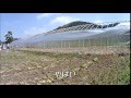 ビニールハウスはり2015