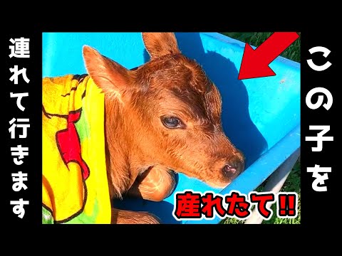 牛さんと暮らす日常 - YouTube