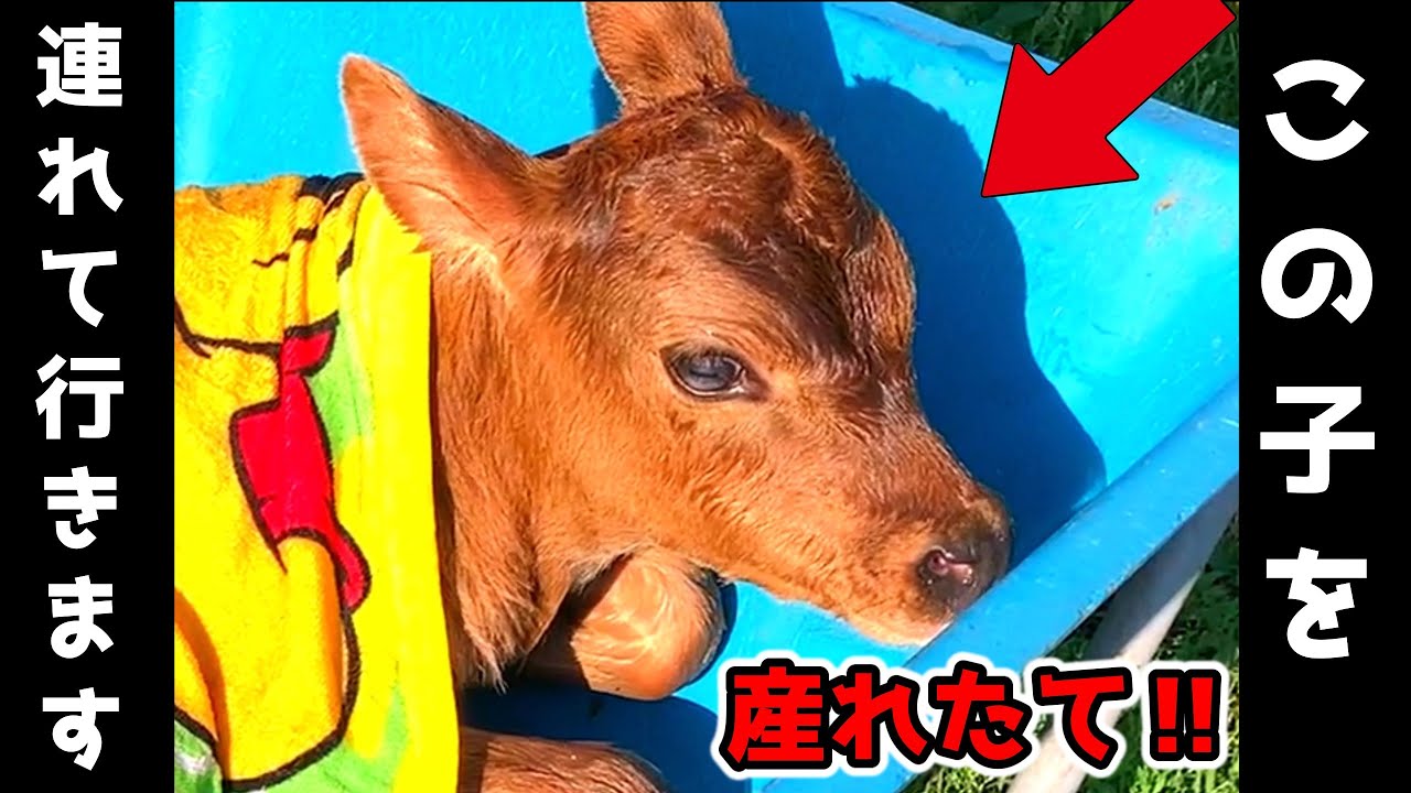 一輪車で何もわからず運ばれる子牛・・