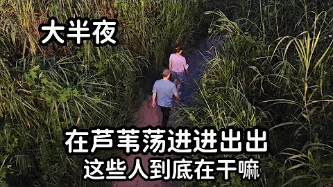 大半夜，在武汉长江边的芦苇荡丛中，有很多人进进出出，咋回事 - 天天要闻