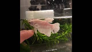 ベタが手を振り返す動画 My betta is waving