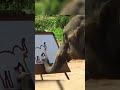 Can The Elephant Draw Friday Fridayfun Fridayfinds Drawing Painting Artist Animalart Can The Elephant Draw Friday Fridayfun Fridayfinds Drawing Painting Artist Animalart