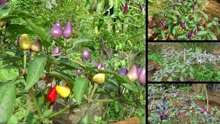 Aneka Jenis Cabe Rawit Hias Unik berdaun parigata putih dan buah unik