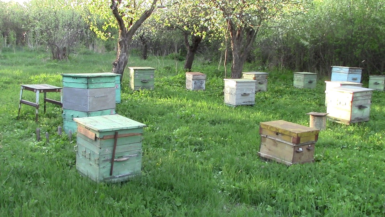 Видео пчеловодство новинки