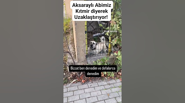 Köpek Korkusuna Elveda #trending #animals