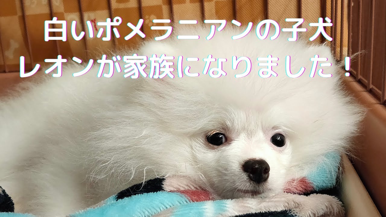 真っ白 ふわふわ 白い ポメラニアンの子犬が家族になりました Youtube