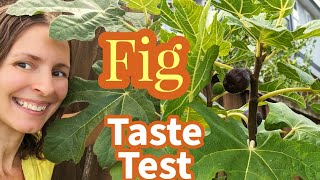 Taste Testing Chicago Hardy Figs for the First Time #figtree #tastetest