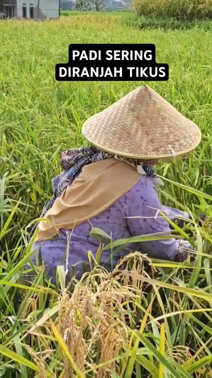 PANEN HANYA BAGIAN SISINYA