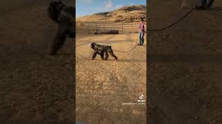 Kannas second herding lesson. Bouvier Des Flandres by Kururu93 228 views 1 year ago 2 minutes, 1 second