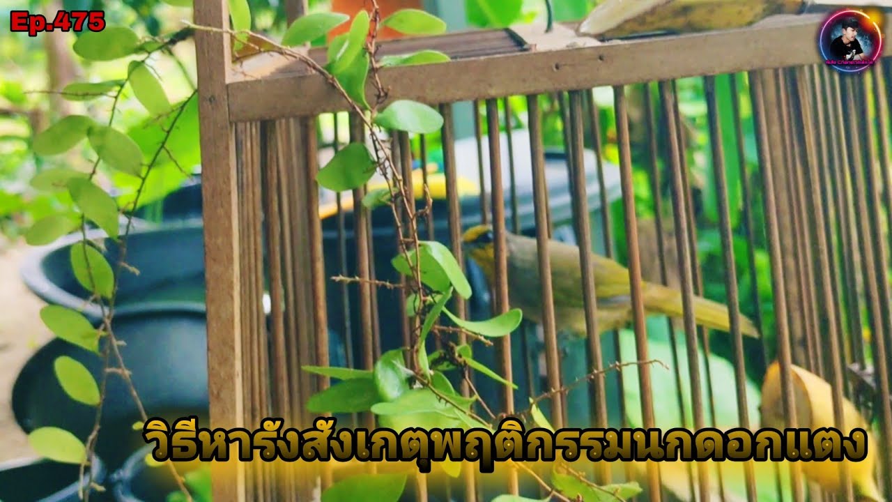 วิธีหารังนกดอกแตงและสังเกตุพฤติกรรมพ่อแม่นกที่มีรังในป่า(Stripe-throated Bulbul)