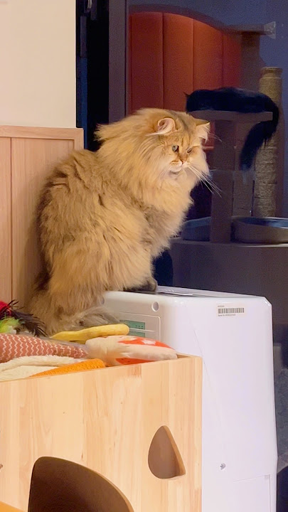 Download lagu Kenapa yaa.. Saya segitu cintanya sama kucing 😂🤣❤️ Ada yang Sama kah ? #cat #pets #adorablecats