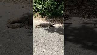Drive Carefully, #drivesafe #lizard #road #shorts #shortvideo #viral #viralvideo #viralshorts