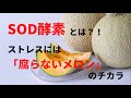 SOD酵素とは？！-ストレスには「腐らないメロン」のチカラ-