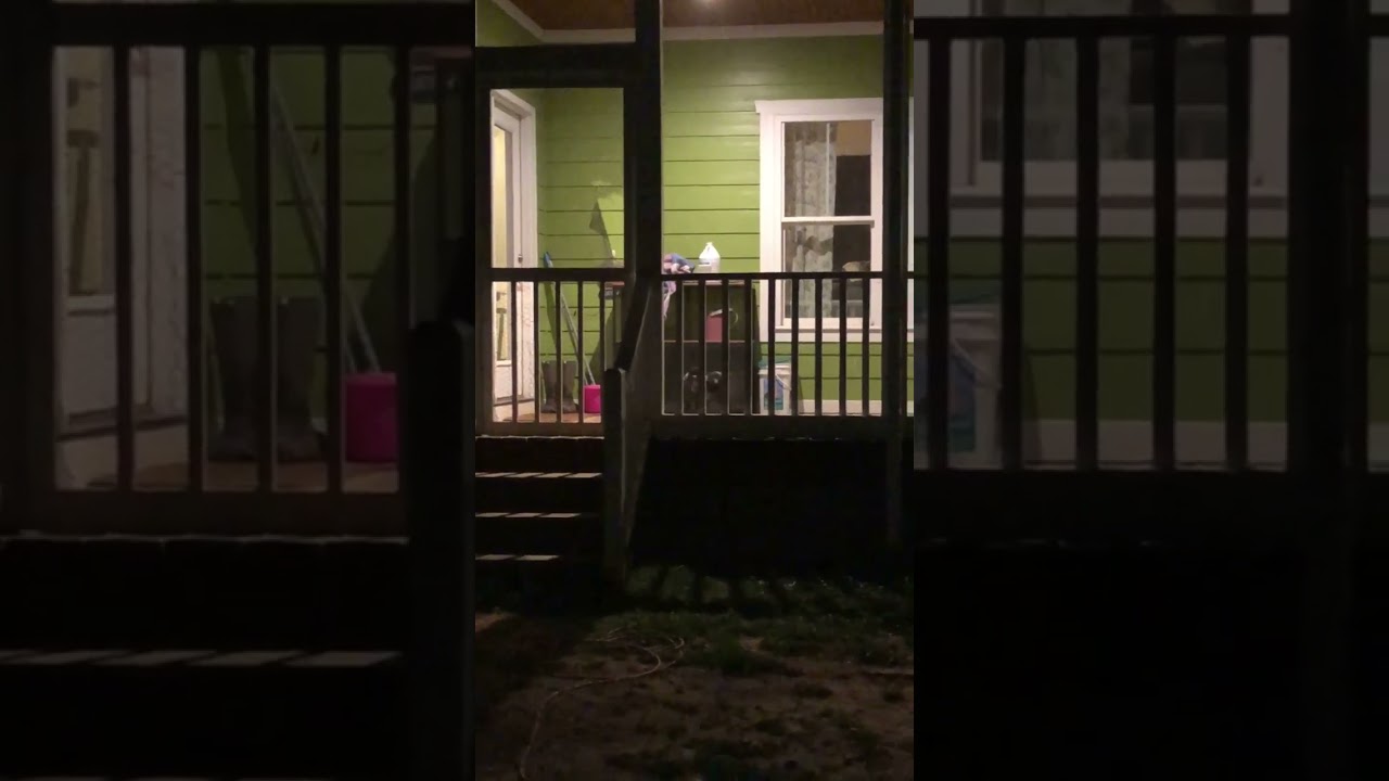 Listen to Baby Goat Charlotte show out and protest