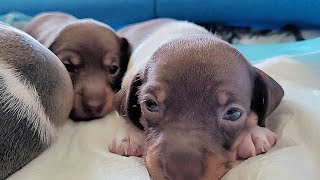 3 week old dachshund puppies | update