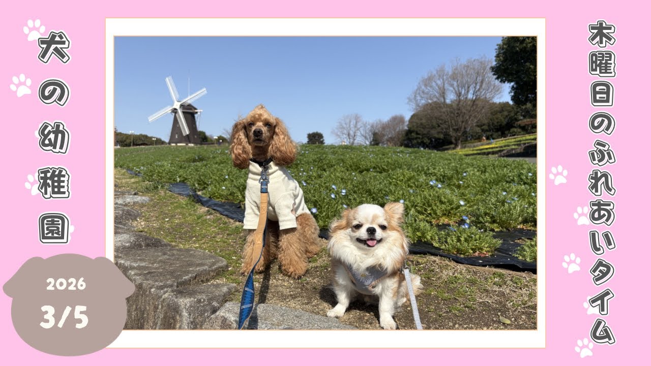 【犬の幼稚園】わんわんようちえん　木曜日のふれあいタイム