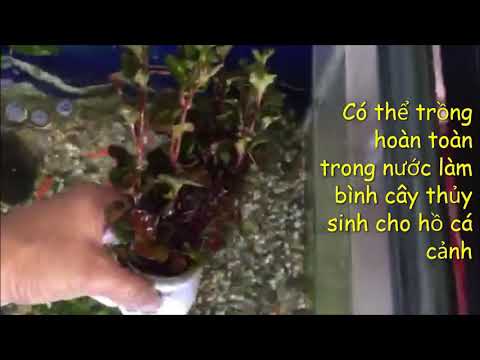 Video Rau dền nhật(xà lách xoong nhật) làm cây thủy sinh cho... - youtube