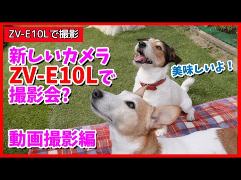 ササミドッグを食べたジャックラッセルテリア