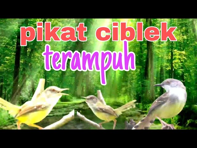 pikat ciblek terampuh tak usah menunggu lama ciblek berdatangan class=