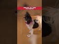 Dogs call 911 16 times in 30 minutes #news #fpy #usa