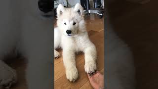 I’m grateful you’re mine  #dog #samoyed #puppy