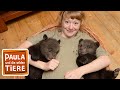 Paula und die wilden Bären | Film | Paula und die wilden Tiere