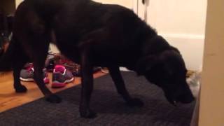 Maya Tolve Gulping