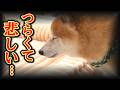 ボク嫌われてる…?弟柴犬に無視され続けた兄柴犬の目が切なすぎる・・・