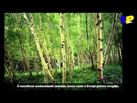 Video: Drvene Kutije (51 Fotografija): Izrezbarene Drvene Kutije S Tajnim, Prekrasnim Poklon Kutijama Od Crvenog Hrasta I Karelijske Breze