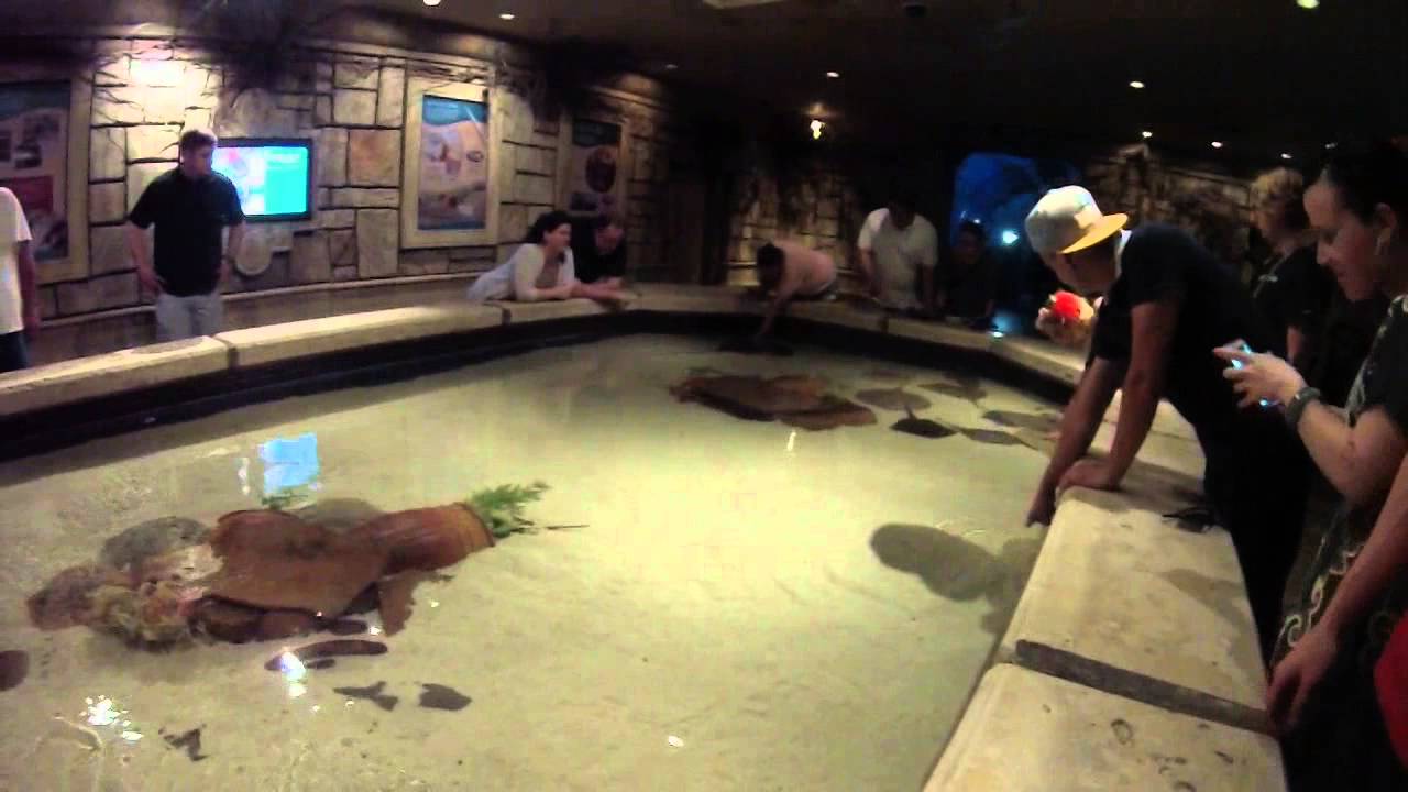 shark reef aquarium full